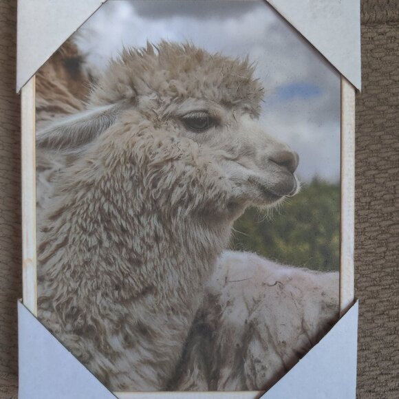 Llama Artwork 8x10" Wall Decor - Picture 1 of 3